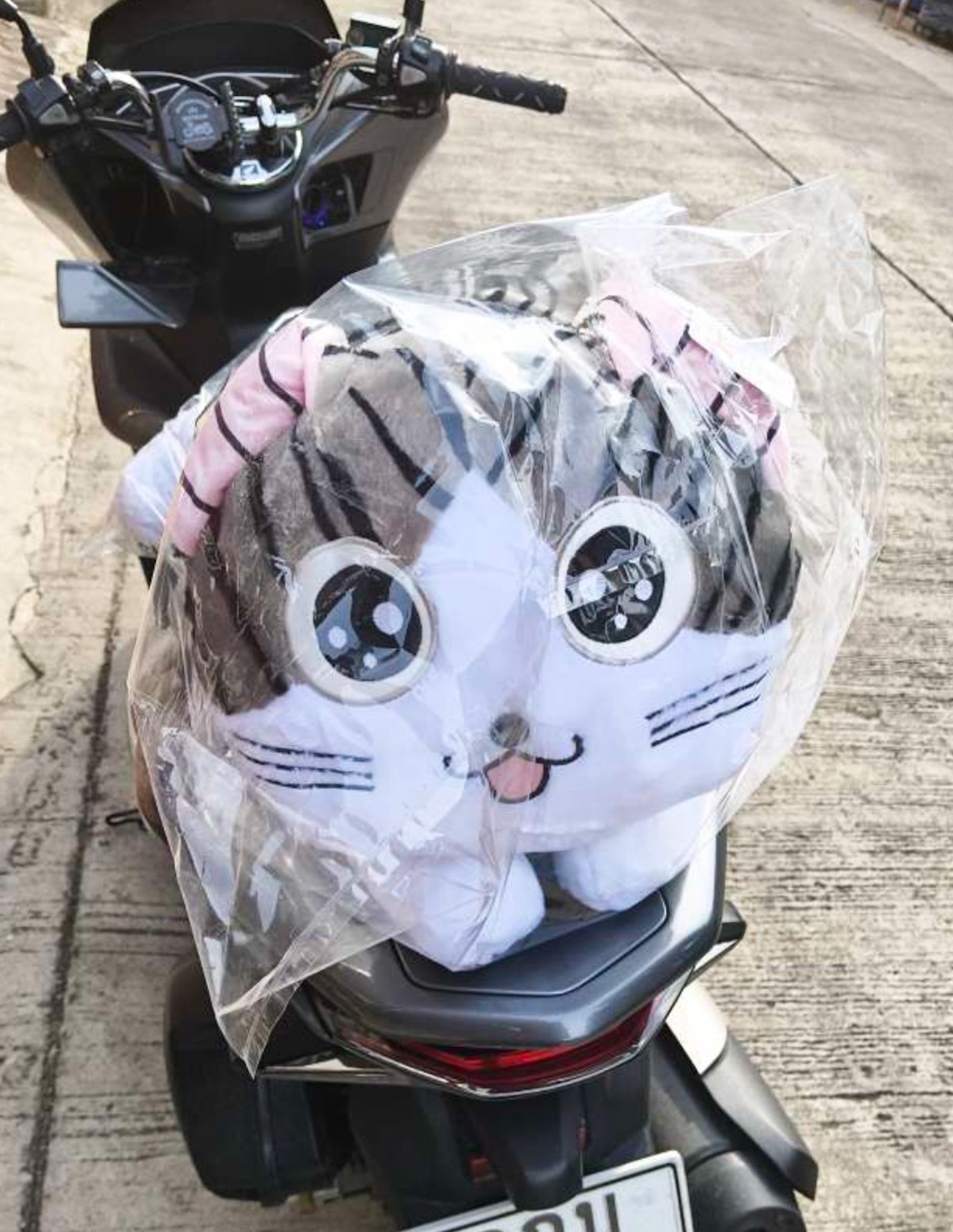 ตุ๊กตาแมวจี้ ขนาด 50-80cm